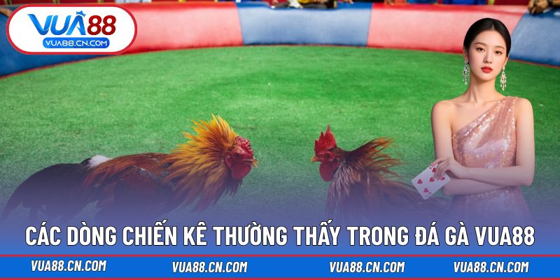 Các dòng chiến kê thường thấy trong Đá Gà VUA88 Các dòng chiến kê thường thấy trong Đá Gà VUA88