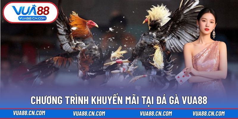 Đá Gà VUA88 Chương trình khuyến mãi tại Đá Gà VUA88