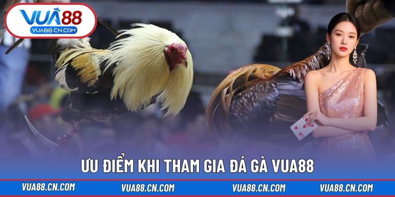 Ưu điểm khi tham gia Đá Gà VUA88 Ưu điểm khi tham gia Đá Gà VUA88